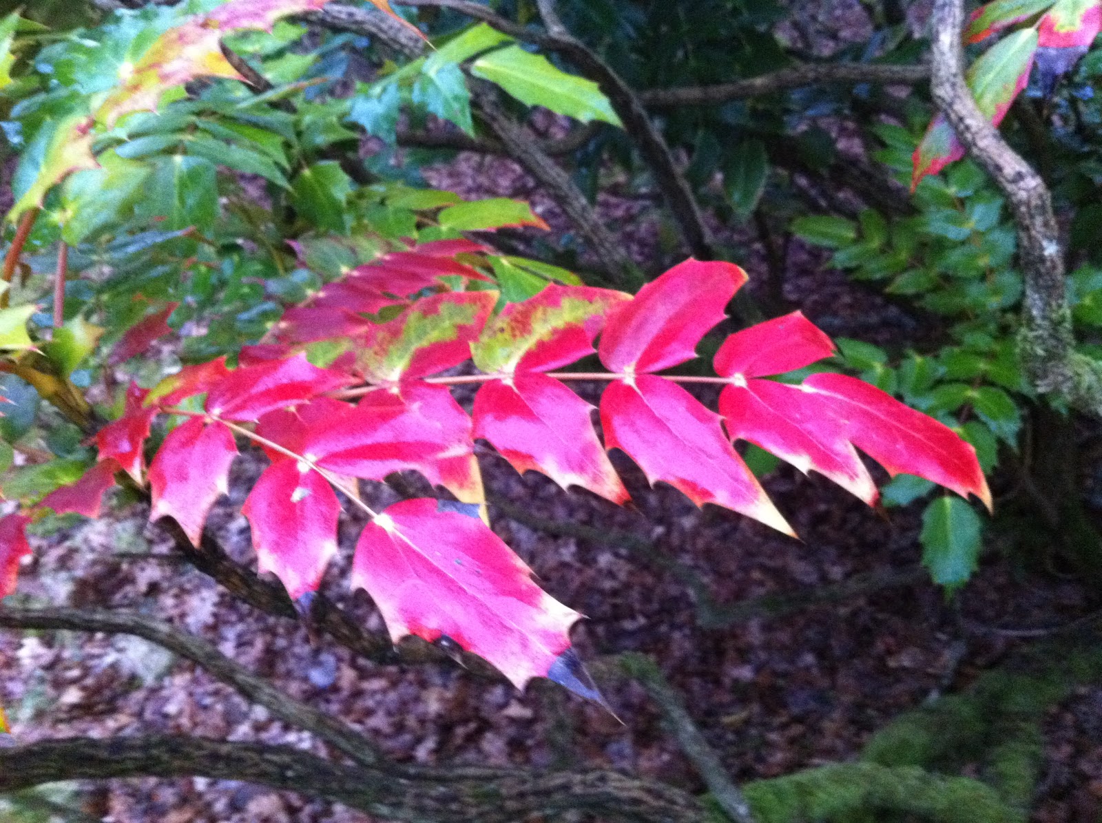 High Beeches Gardens Mahonia Japonica