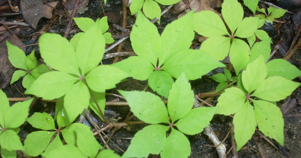 Virginia creeper has 'leaves of five, let it thrive' - The Vicksburg Post