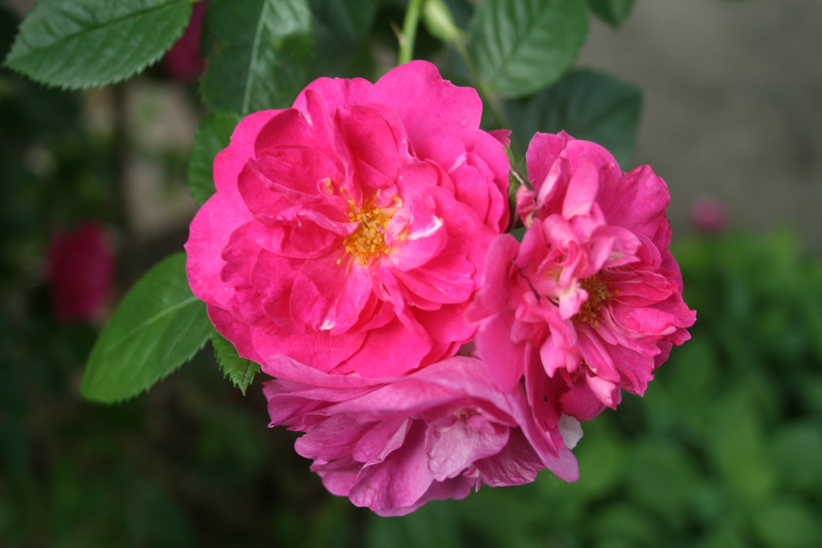 Cheesehead Gardening Climbing Roses Hardy for Wisconsin Winters