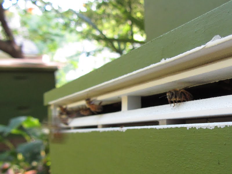 bee surprised Beetlejail Entrance Trap