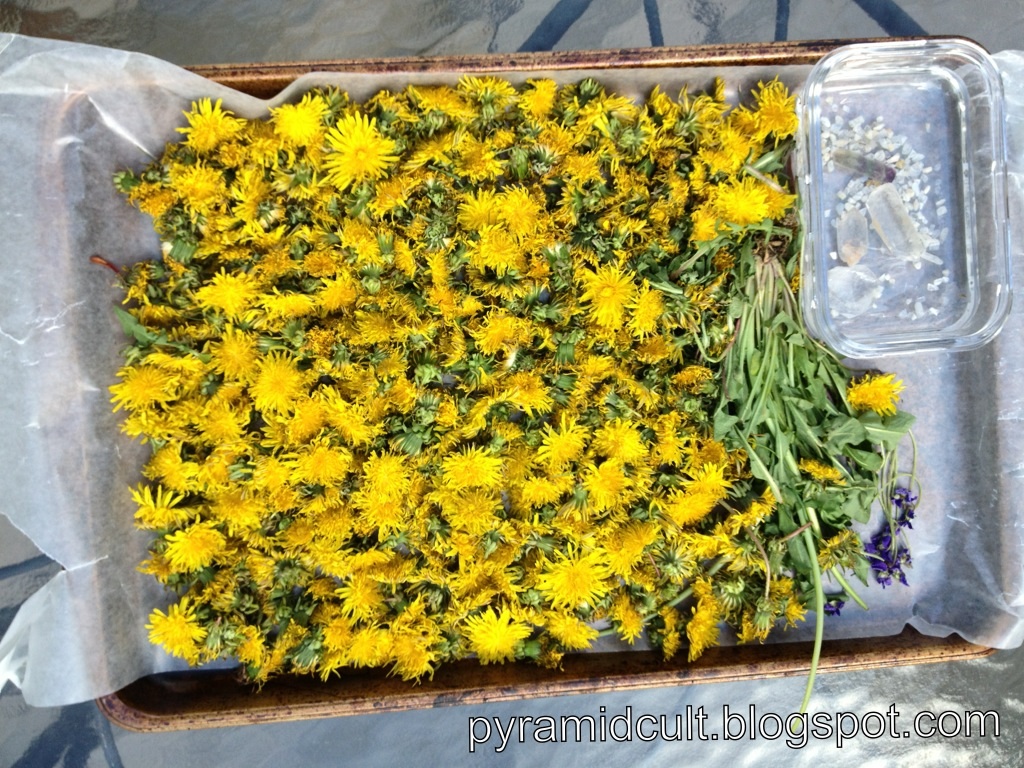 Pyramidcult Studios Blog Wild Dandelions How to harvest and dry
