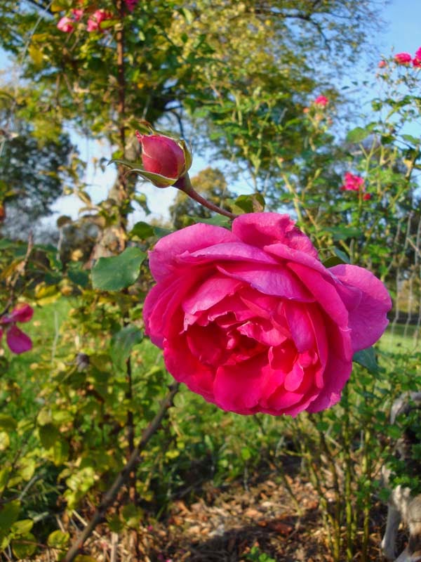 Prix Pour Plantes De Pepinieres Et Plantes Vivaces Pdf Free Download