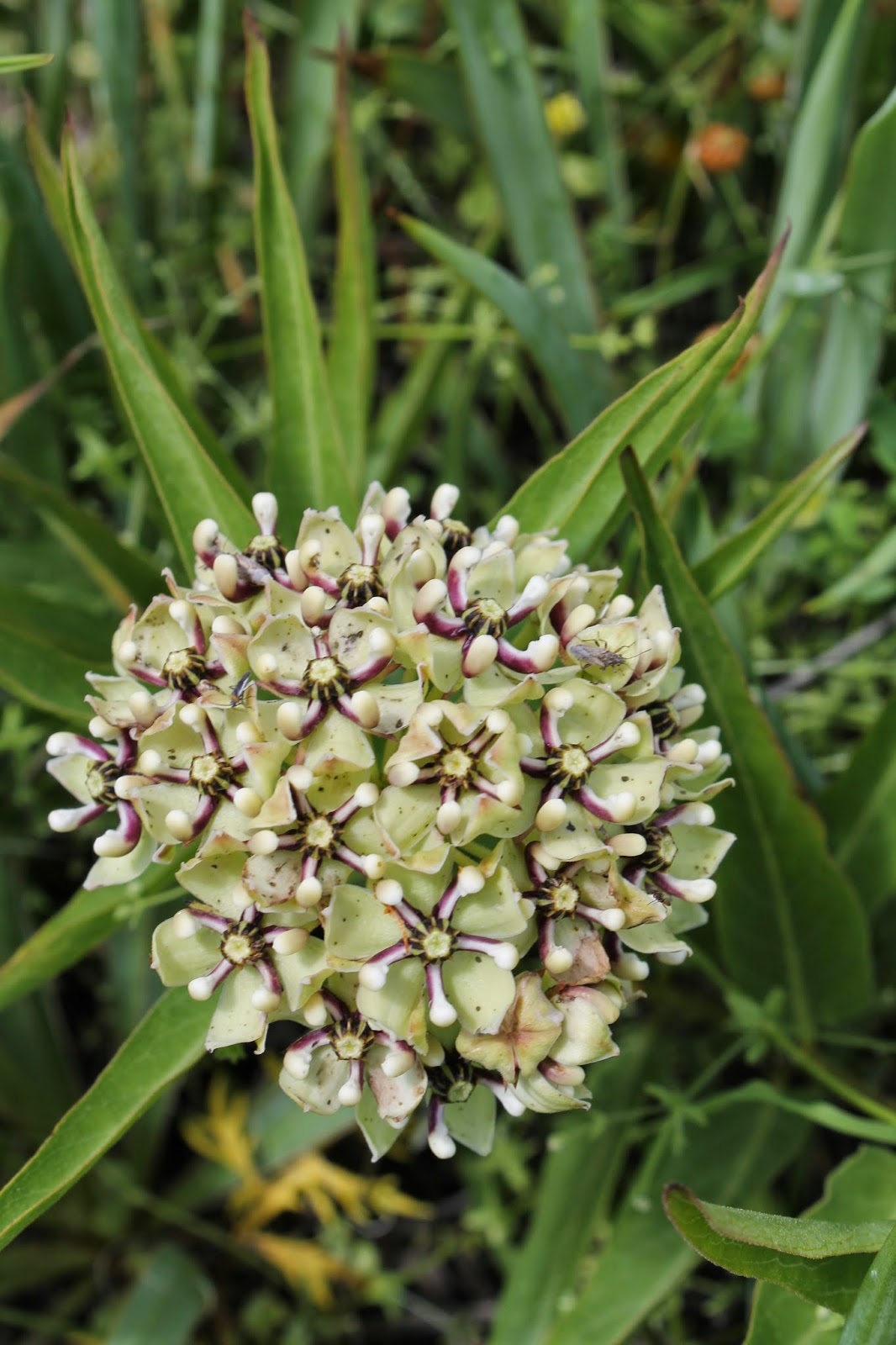 Honest Ab Evolution and Related Topics The Best Time of