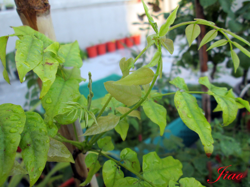 紫藤 日本八重黑龍藤 紫藤花 蔓藤 木本植物討論區 陶然鄉居 鄉居論壇