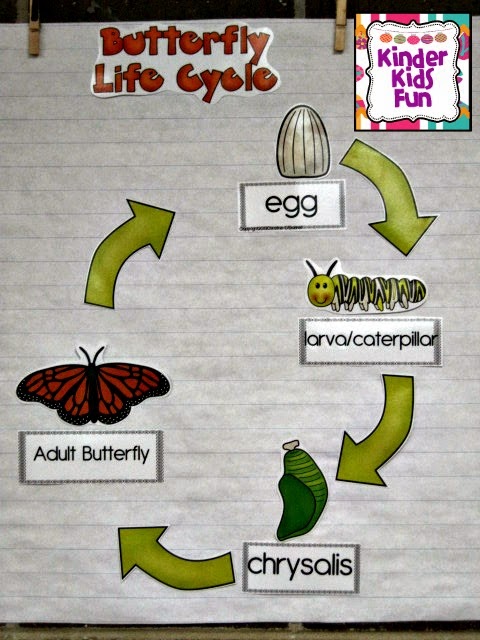 Butterfly Life Cycle Chart