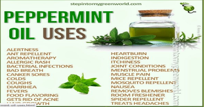 Are mice allergic to peppermint?