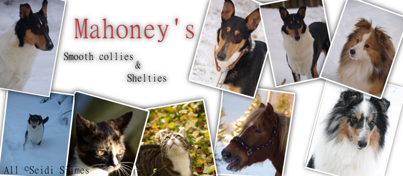 Kennel Mahoney's