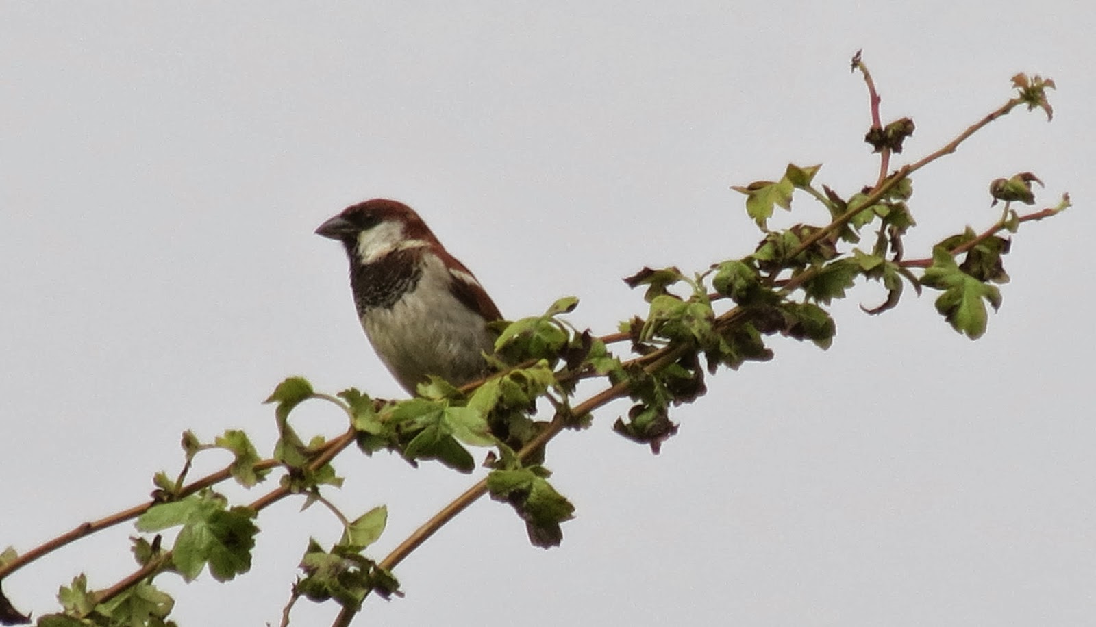 An English Bird Lost In Italy - Free British, Big Boobs