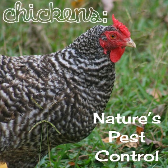 Natural Pest Control