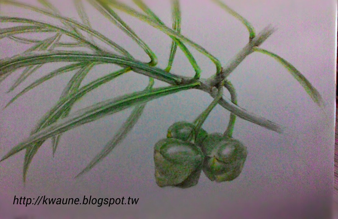 色鉛筆畫 (Colored pencil drawing)