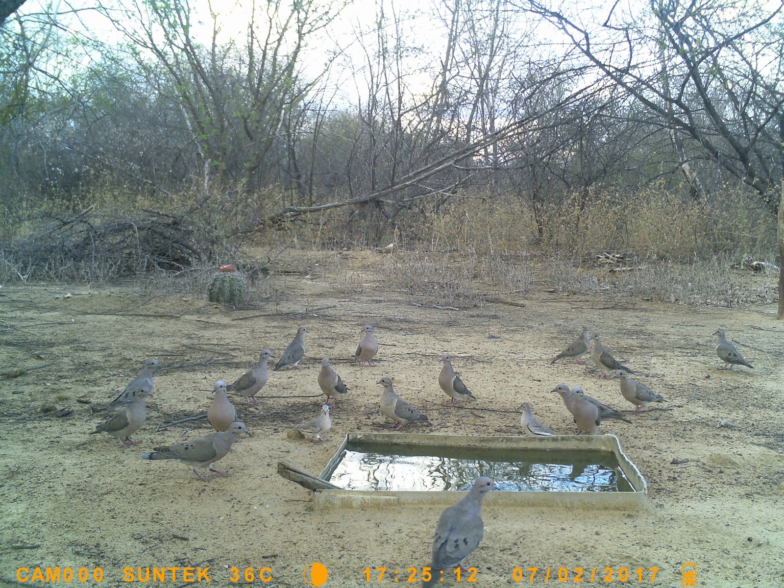 Aves de arribação na caatinga