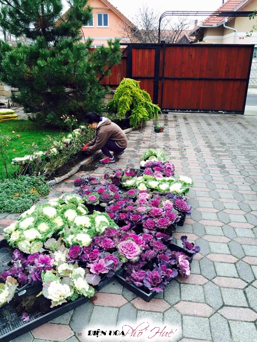 [Image: Vuon-hoa-bap-cai-dep-chang-kem-hoa-hong-...Viet-3.jpg]