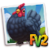 Fv 2 Croad Langshan Chicken (baby ,adult,prized)