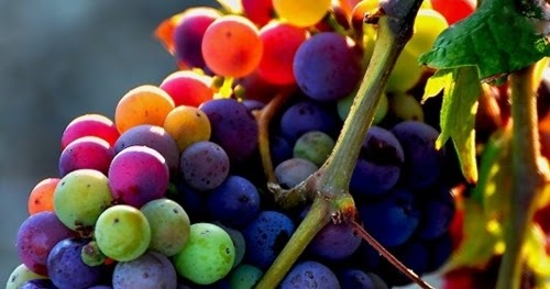rainbow grapes most interesting