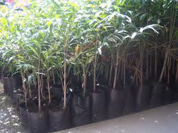 Cara Mempercepat Pertumbuhan Palem cara, Mempercepat, Pertumbuhan, Palem, Budidaya Palem, Palem ekor tupai