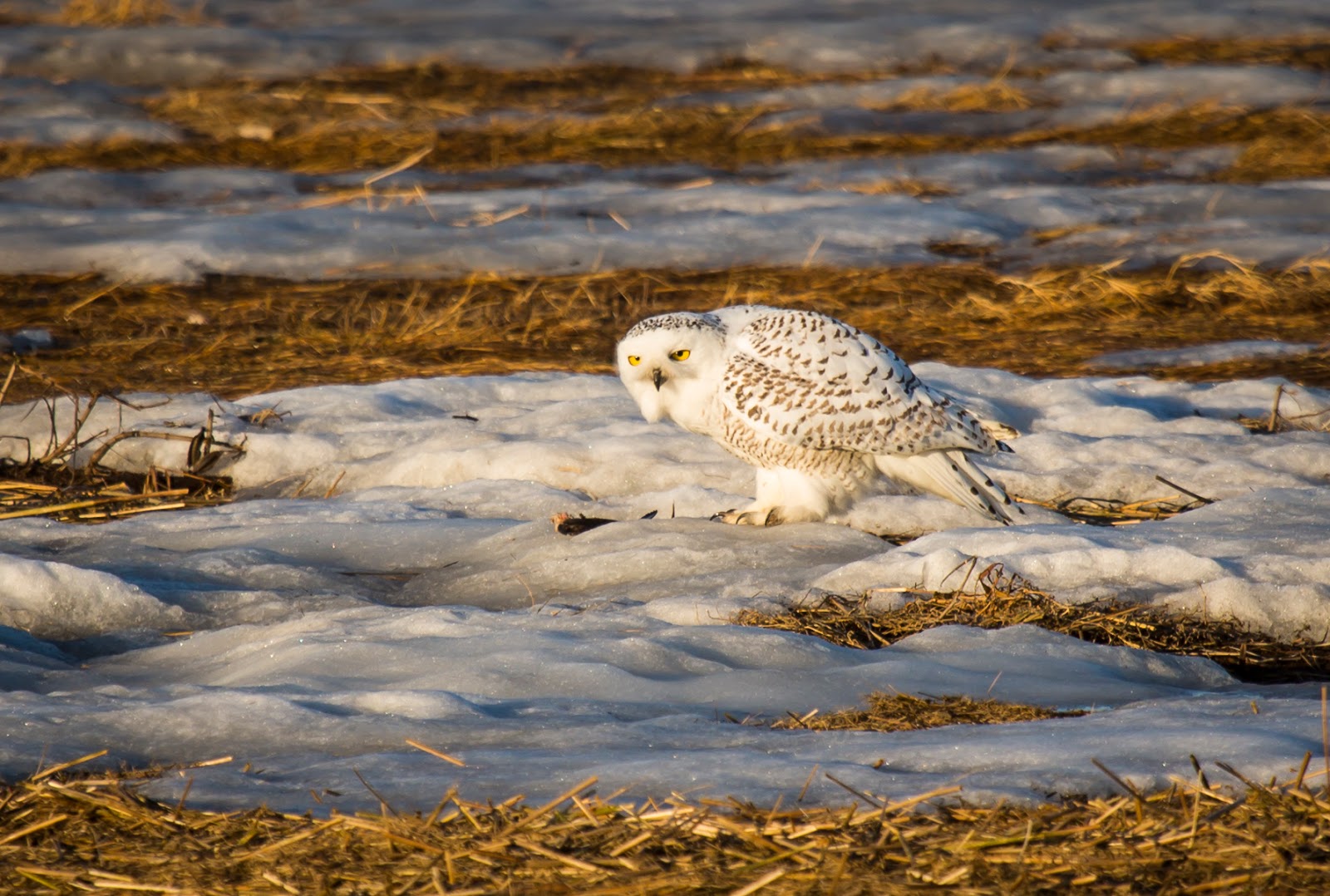 Just Our Nature Snowy Owl in Massachusetts (Jan 13)