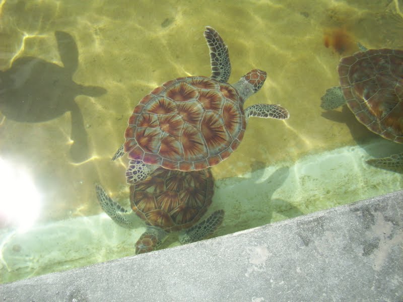 Flavors by Four Grand Cayman and Eggplant and Roasted Red Pepper Pasta