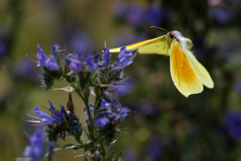 Papillonade  Gonepteryx+cleopatra+%283