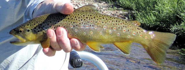 Roaring+Fork+River+brown+Trout+with+JayScottOutdoors+4.jpg