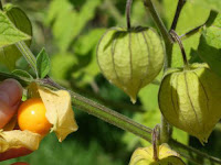 Budidaya Tanaman Pohon Buah Ciplukan Budidaya Tanaman Pohon Buah Ciplukan