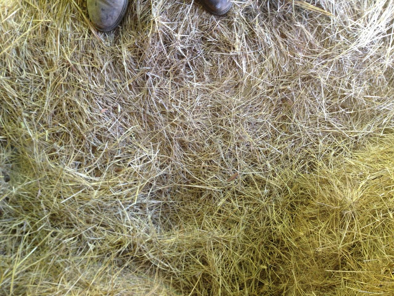 White House Farms Bermuda Mixed Grass Horse Hay