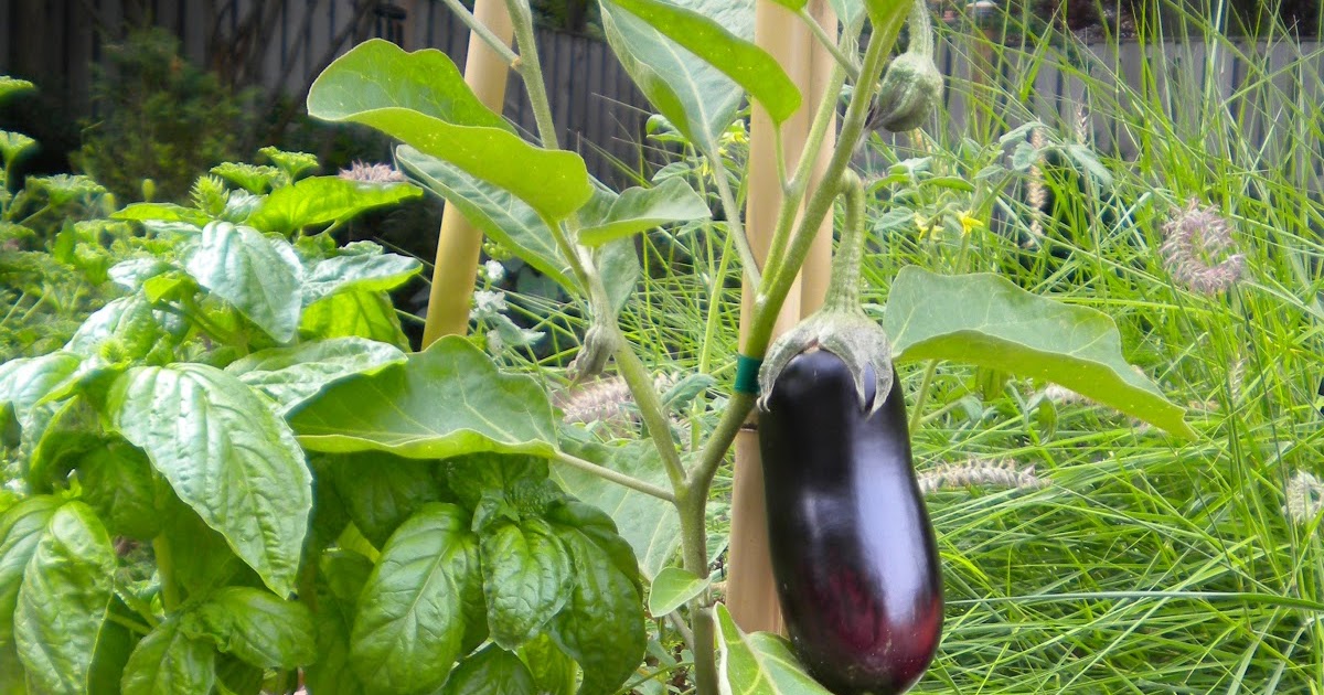 Image Result For Vegetable Gardening Tips In Hindi Image Result For Vegetable Gardening Tips In Hindi