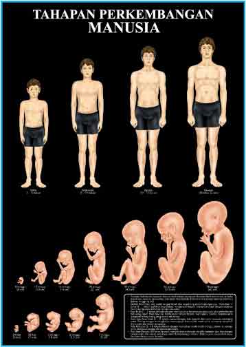 Tahap Tahap Pertumbuhan Dan Perkembangan Manusia Physical Therapy Resources Tahap Tahap Pertumbuhan Dan Perkembangan Manusia Physical Therapy Resources