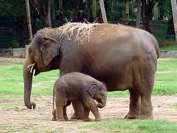 Mysore Zoo