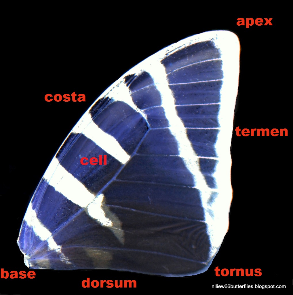 Notes on forewing areas