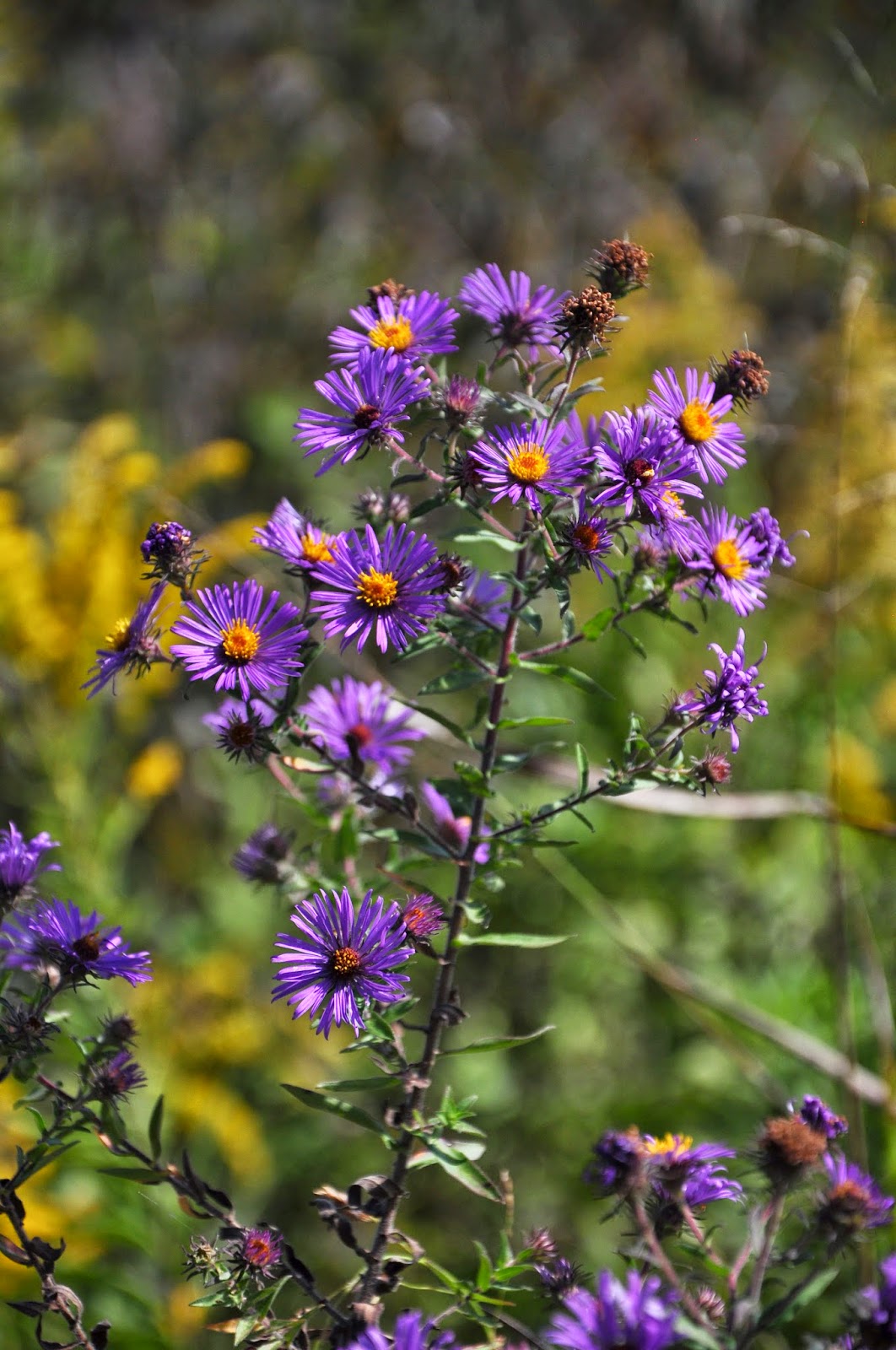 Fall Prairie Wildflowers 2014
