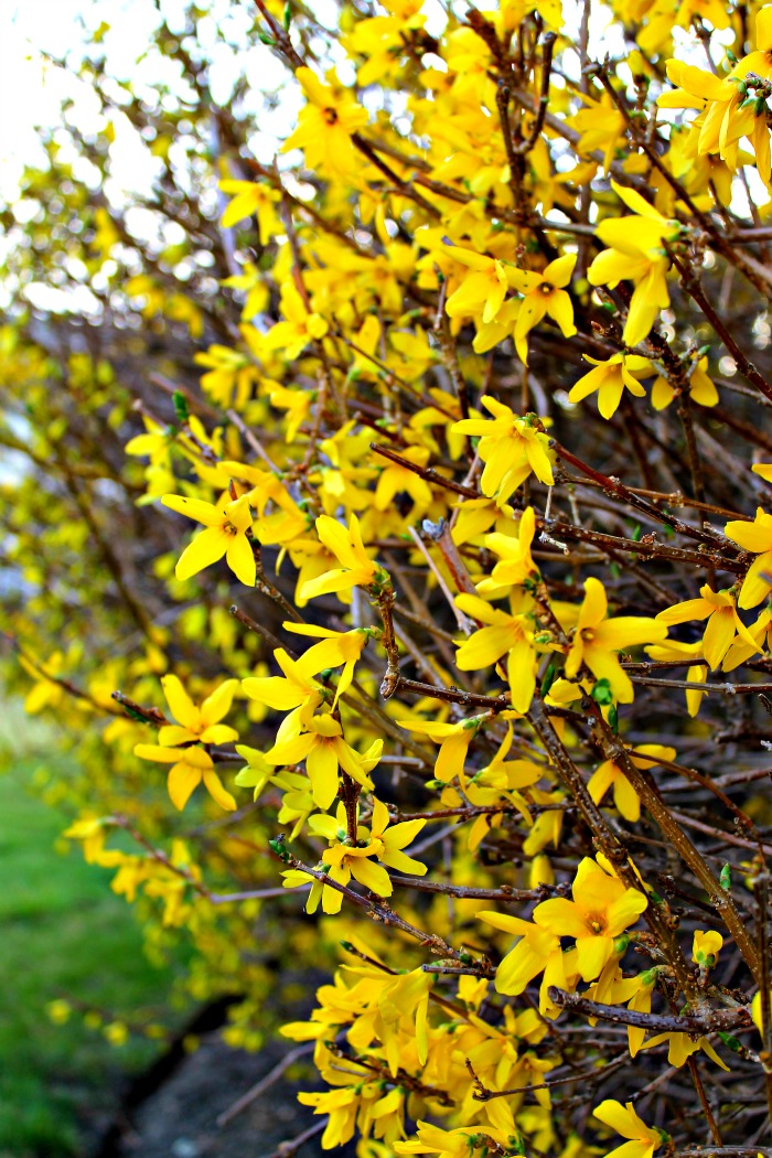 miss lovie hello forsythia it must be spring quick free resume