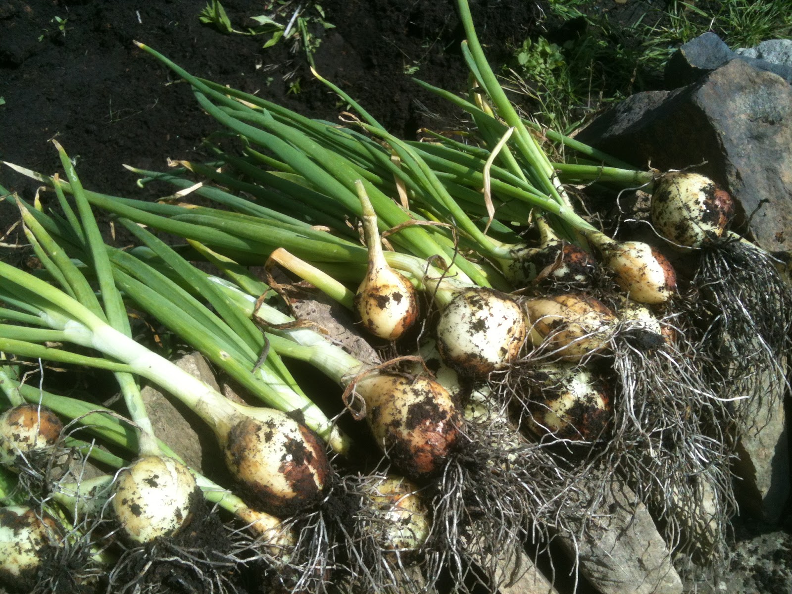 New Gardener Series Planting Winter Onions Life on Pig Row