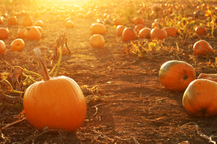 Sincere Pumpkin Patch