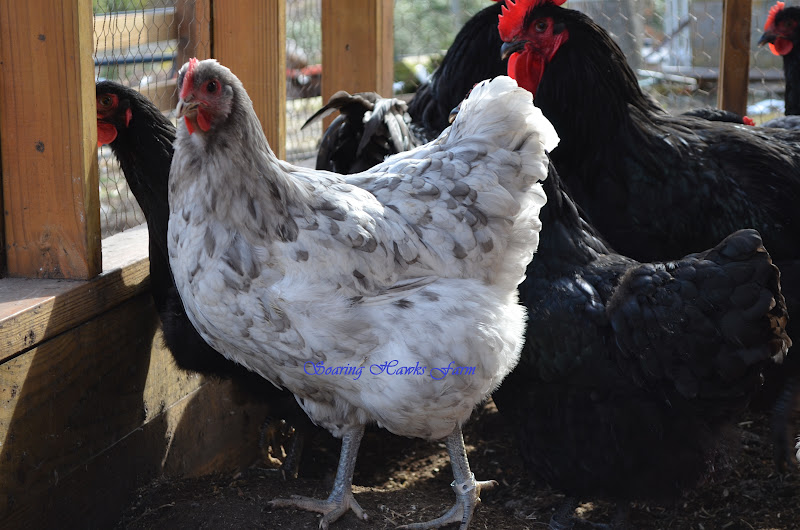 Soaring Hawks Farm Jersey Giants Blue,Black,Splash