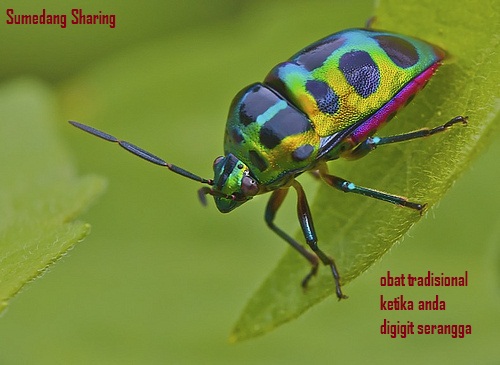 Gambar obat tradisional digigit serangga