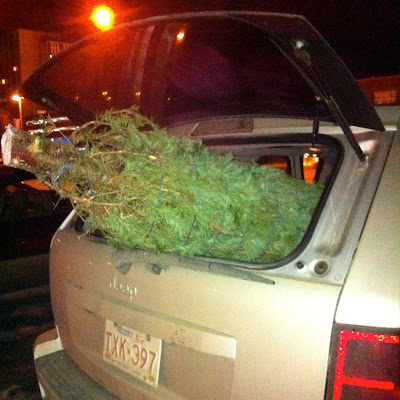 Bringing home the Christmas tree 