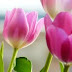 Un tulipano per San Valentino