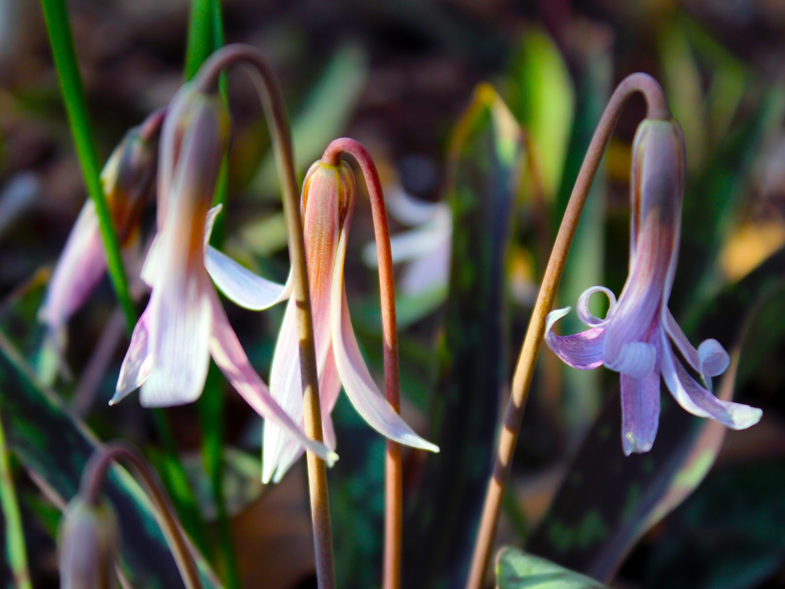 Dallas Trinity Trails Catching The White Trout Lily Bloom