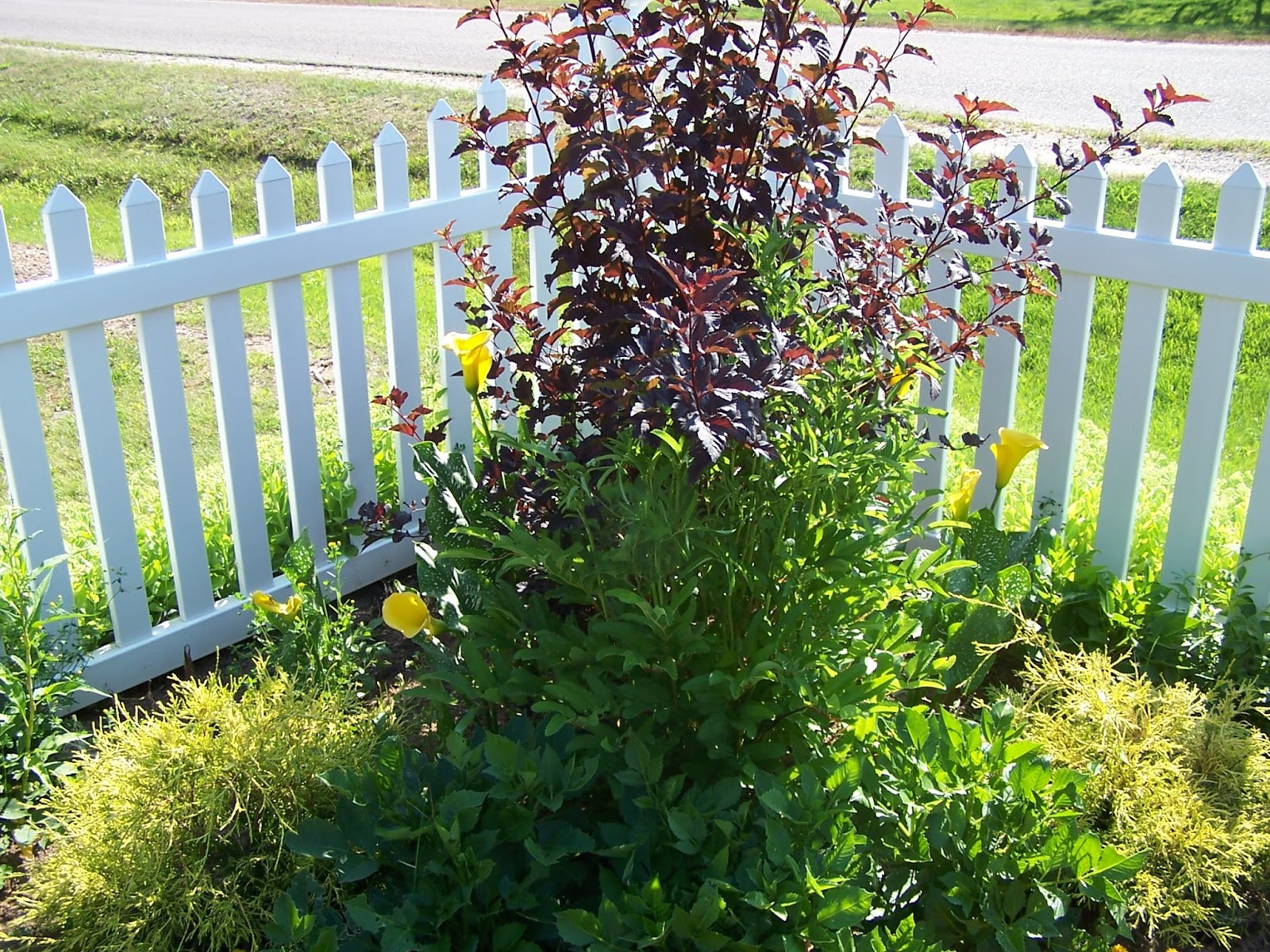 Perennial Passion Japanese Bottlebrush Finally Blooms!