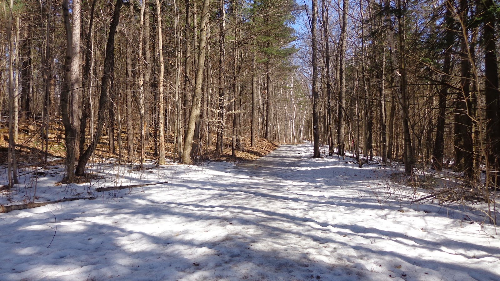 Liliana Usvat Reforestation and Medicinal use of the Trees Robinson Tract Town Whitchurch