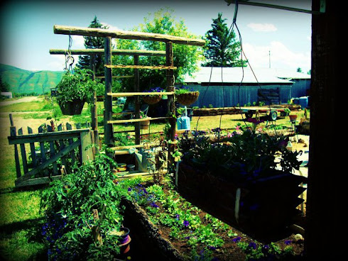 Trellis and more raised beds... You too can accomplish this!