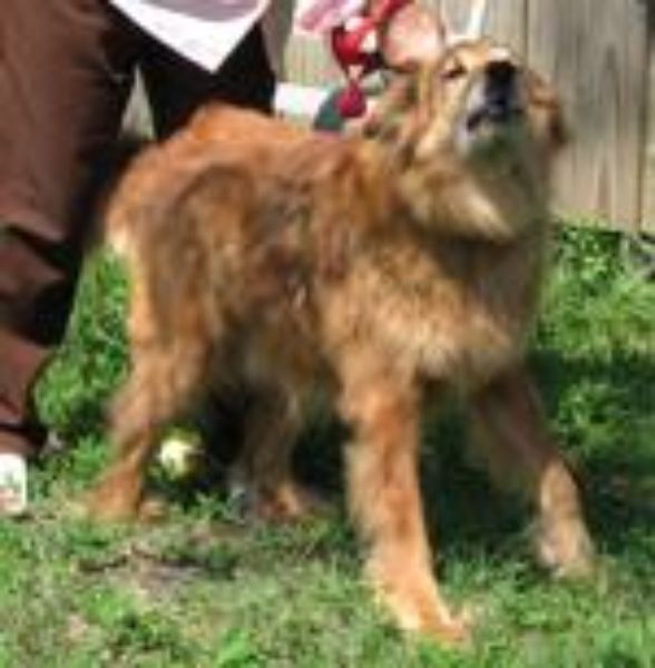 dogs in danger top 5 most dangerous dogs breeds picture dogs in danger top 5 most dangerous dogs breeds picture