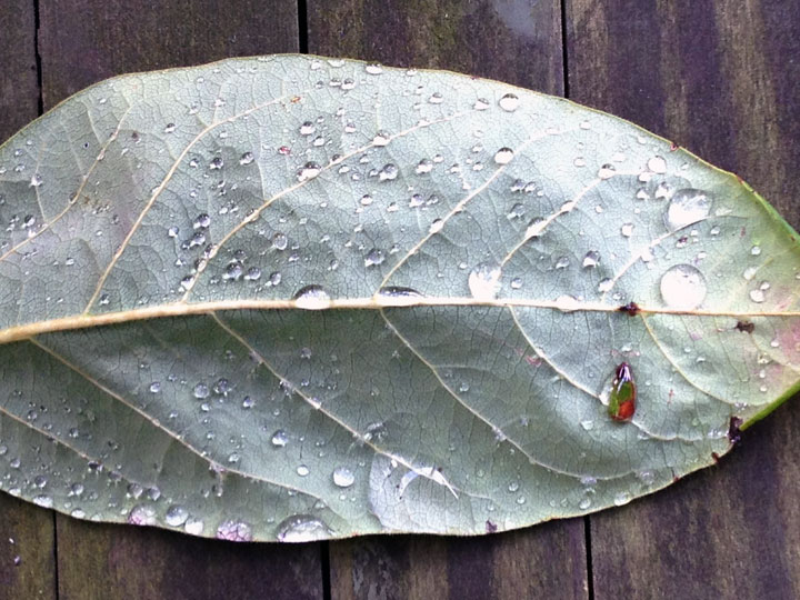 Christine Mauersberger September 2012