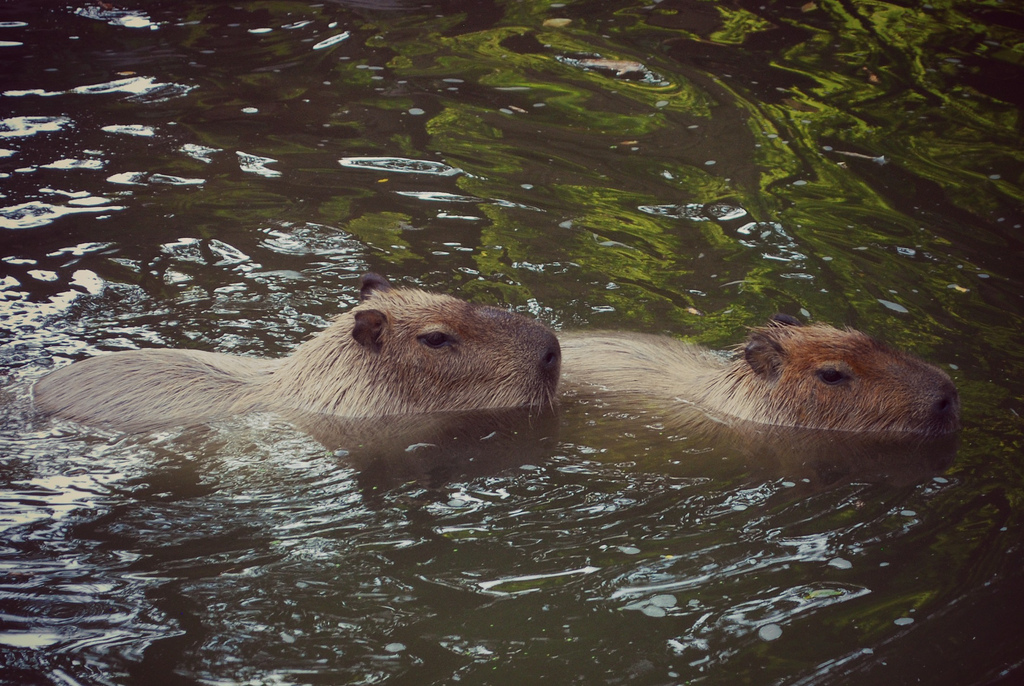 the boo and the boy saunders farm and the toronto zoo