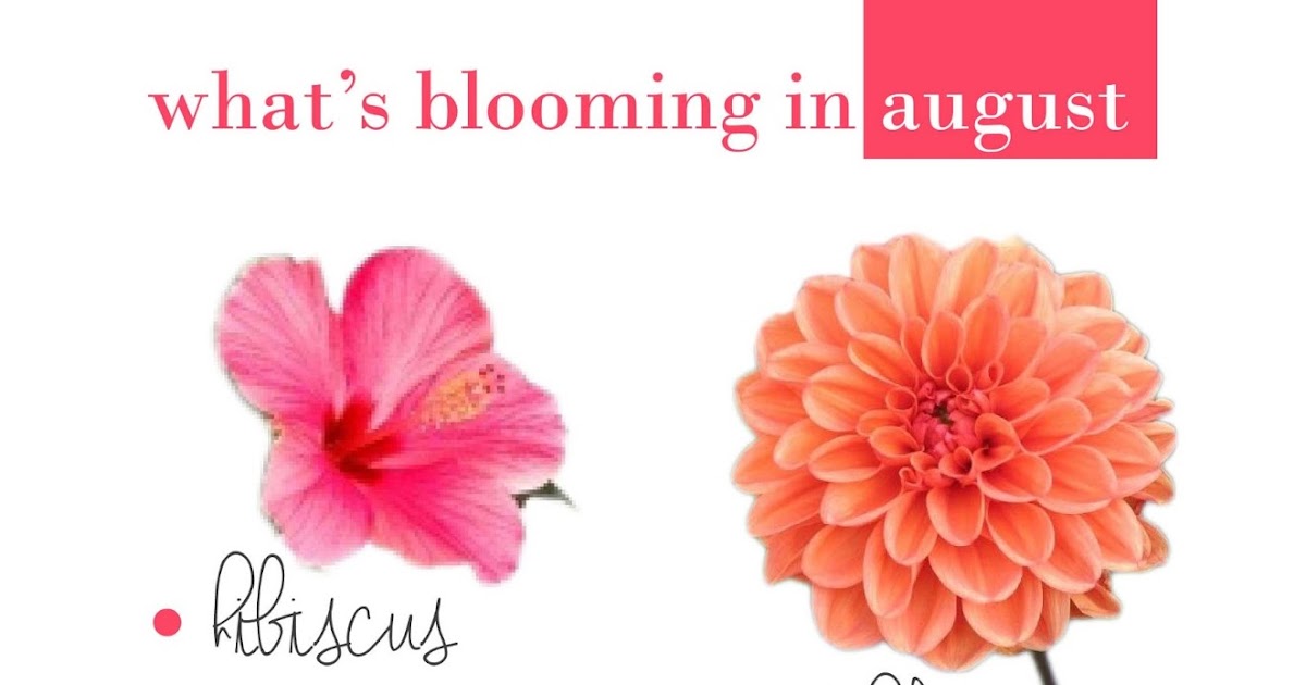 SPARK YOUR PRINT {colors} august flowers