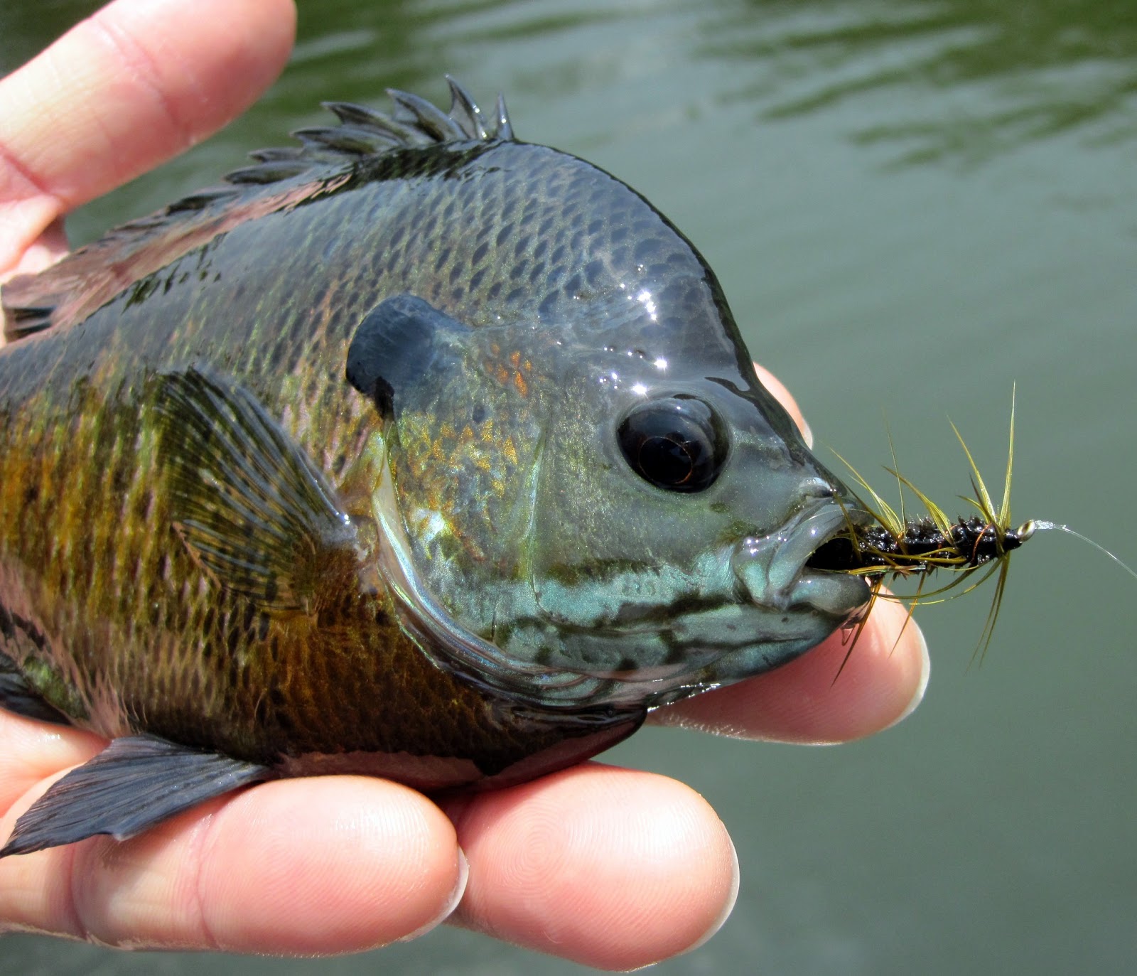 TEACHER PORN COMICS Red Ass Soft Hackle
