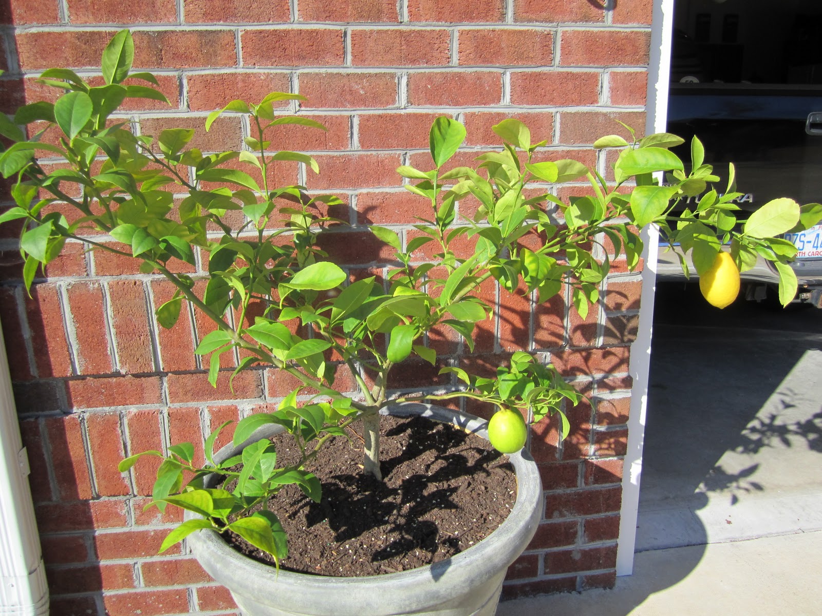 The Bear Cupboard OUR FIRST MEYER LEMON HARVEST