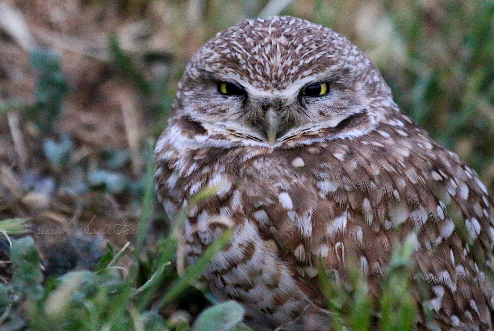 Birds, Wildlife, and the Natural World