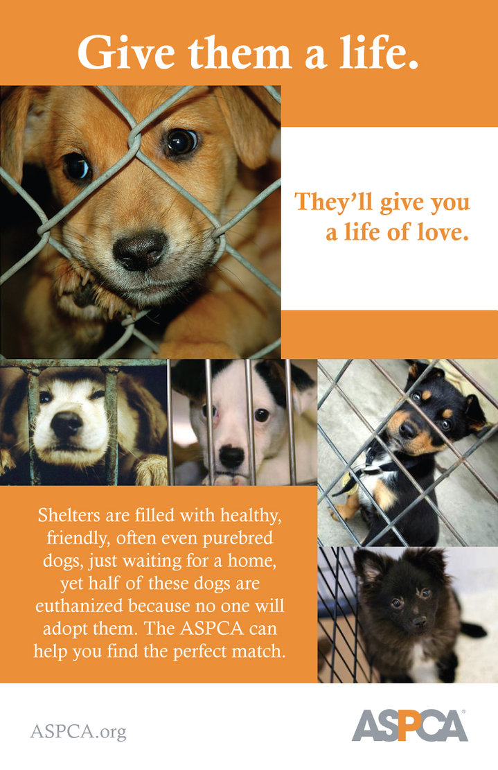 Of Animal Love 2 Heartfelt 'Adopt a Pet' Posters