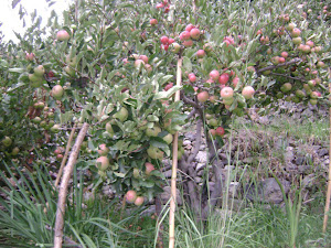 DELICIOSAS MANZANAS PRODUCTO BANDERA